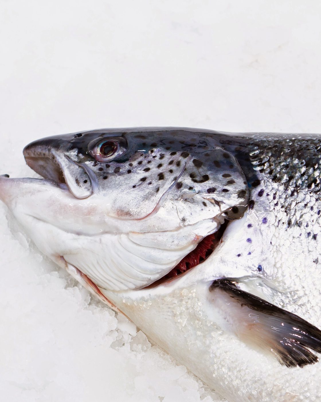 Head of a whole Atlantic salmon on crushed ice, its dark-spotted head and silver scales in close focus.